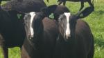 Stamboek (NZS) Zwartbles ooi- en ramlammeren